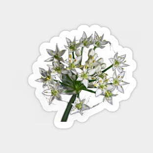 Garlic Chives Sticker